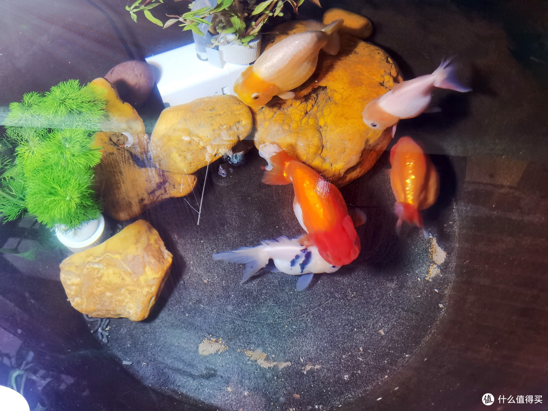 分享我的古法养鱼之篇一