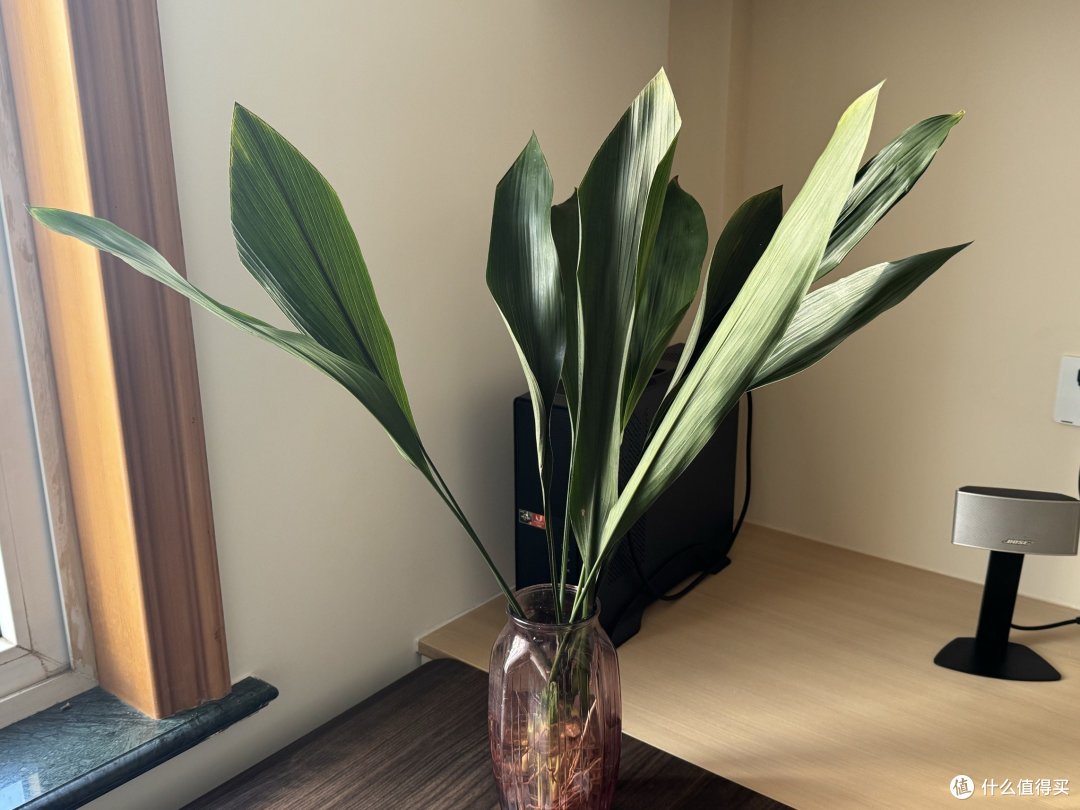 身为“植物杀手”,晒晒家里还活着的绿色。