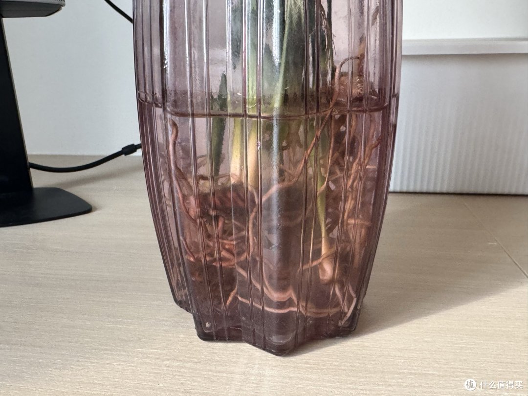 身为“植物杀手”,晒晒家里还活着的绿色。