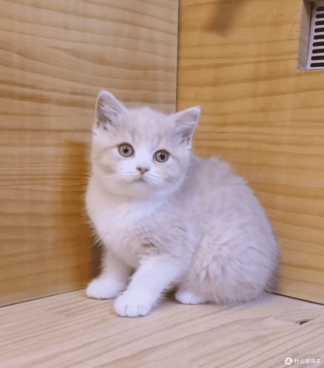 我与英短乳白猫的故事:从犹豫到相伴,软萌小猫治愈了我的生活