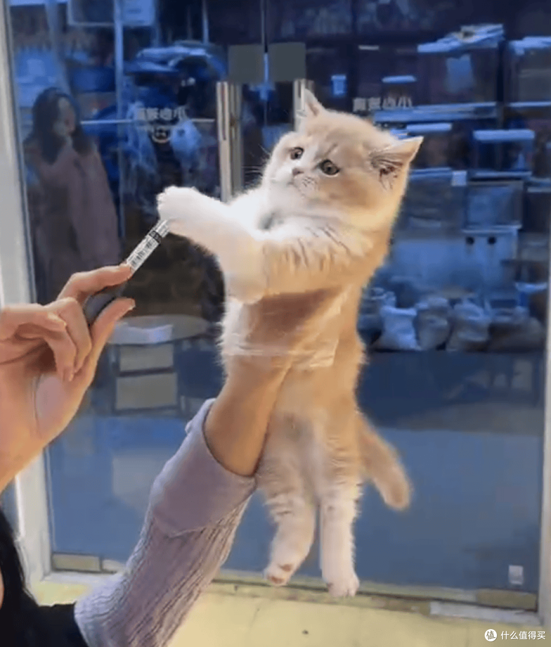 我与英短乳白猫的故事:从犹豫到相伴,软萌小猫治愈了我的生活