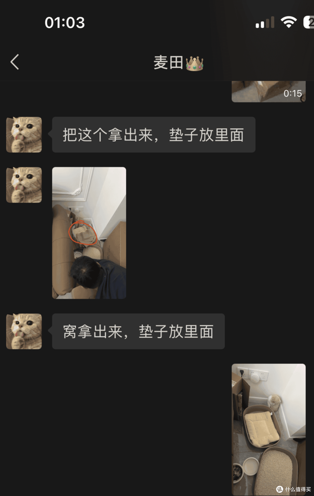 我与英短乳白猫的故事:从犹豫到相伴,软萌小猫治愈了我的生活