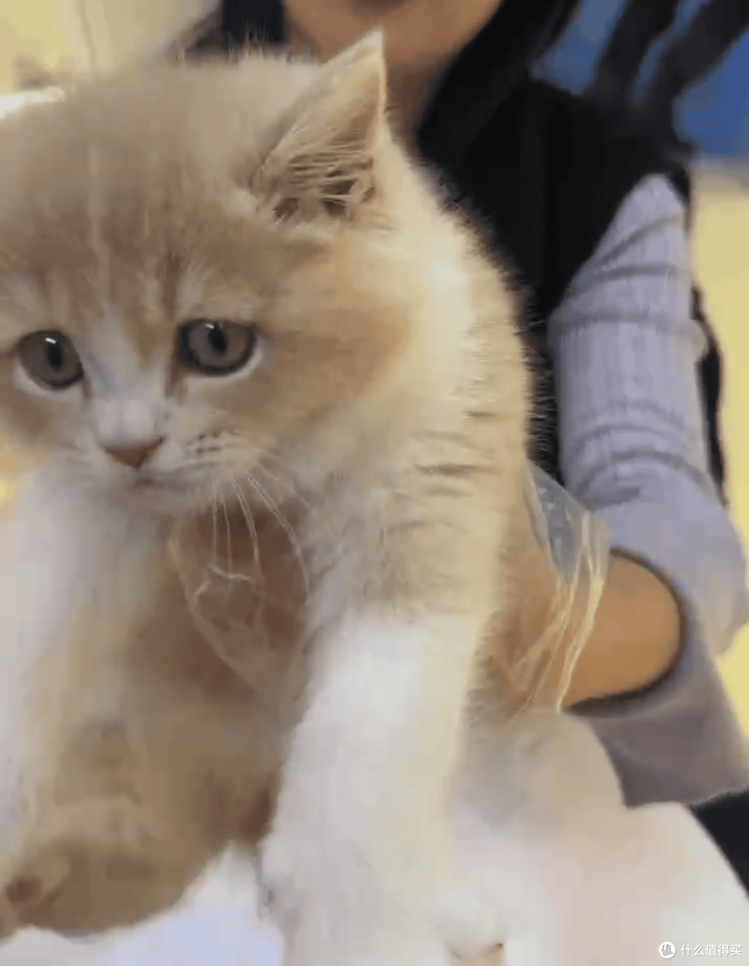 我与英短乳白猫的故事:从犹豫到相伴,软萌小猫治愈了我的生活