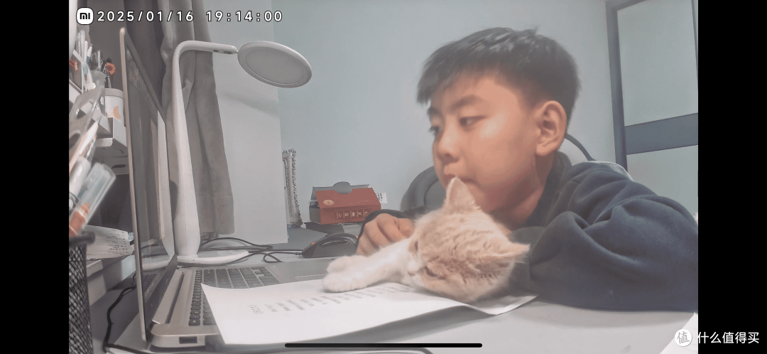 我与英短乳白猫的故事:从犹豫到相伴,软萌小猫治愈了我的生活