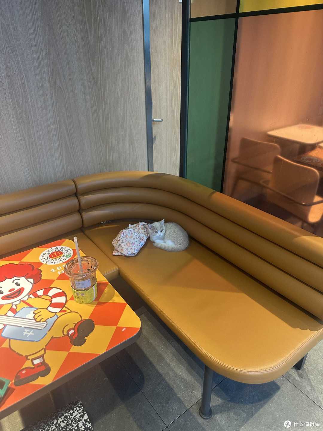 我与英短乳白猫的故事:从犹豫到相伴,软萌小猫治愈了我的生活