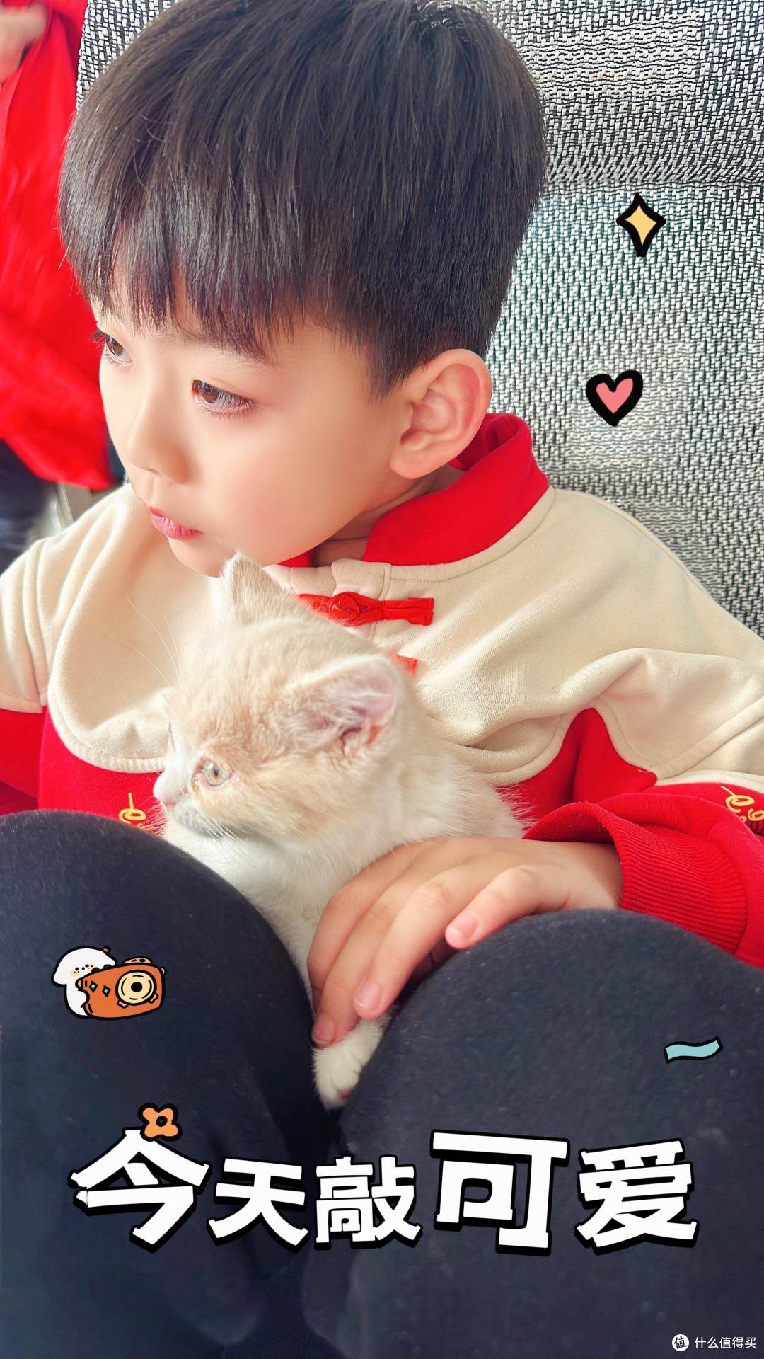 我与英短乳白猫的故事:从犹豫到相伴,软萌小猫治愈了我的生活