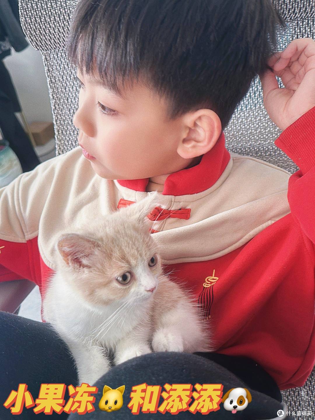 我与英短乳白猫的故事:从犹豫到相伴,软萌小猫治愈了我的生活