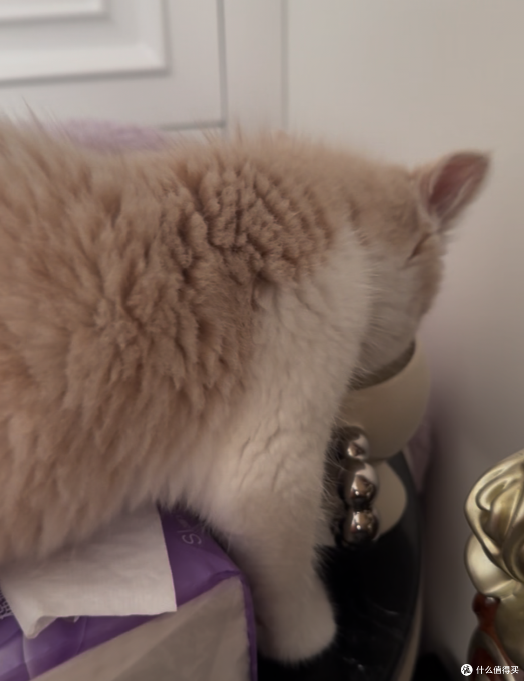 我与英短乳白猫的故事:从犹豫到相伴,软萌小猫治愈了我的生活
