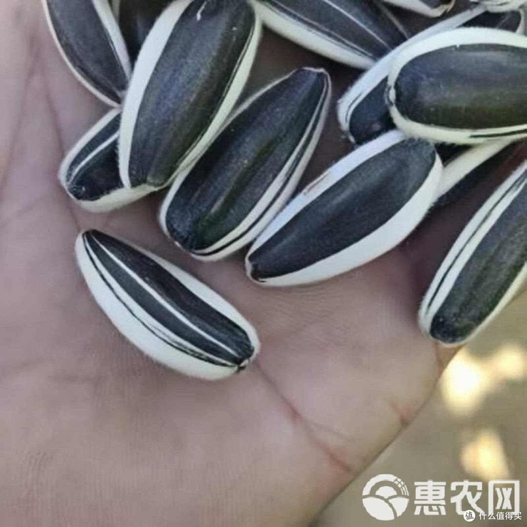 适合东北吉林辽宁种植的向日葵种子363系列361系列葵花品种 适合东北吉林辽宁种植的向日葵种子363系列361系列葵花品种
