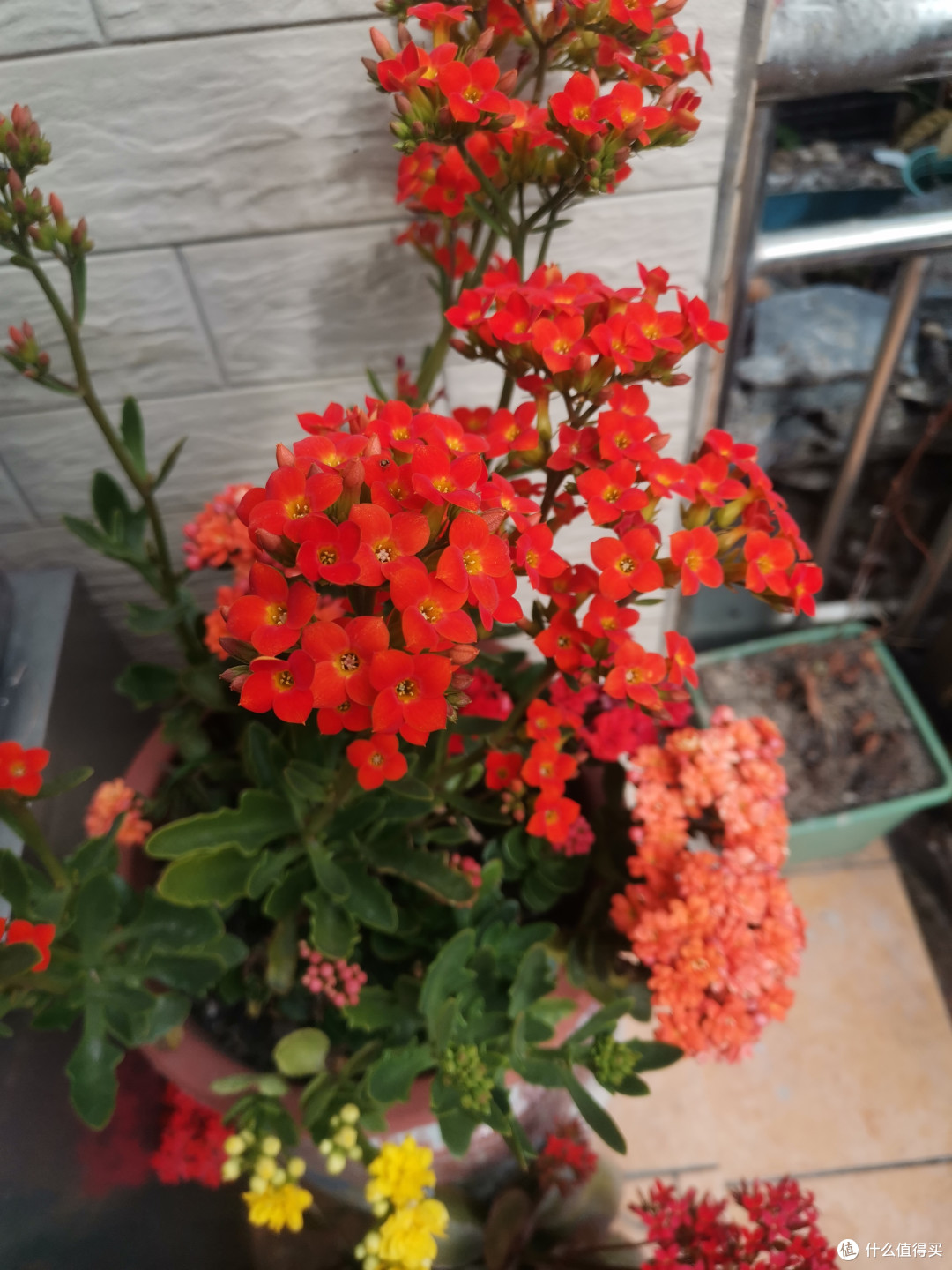 新手小白也能做到-过年开花的长寿花和三角梅养护