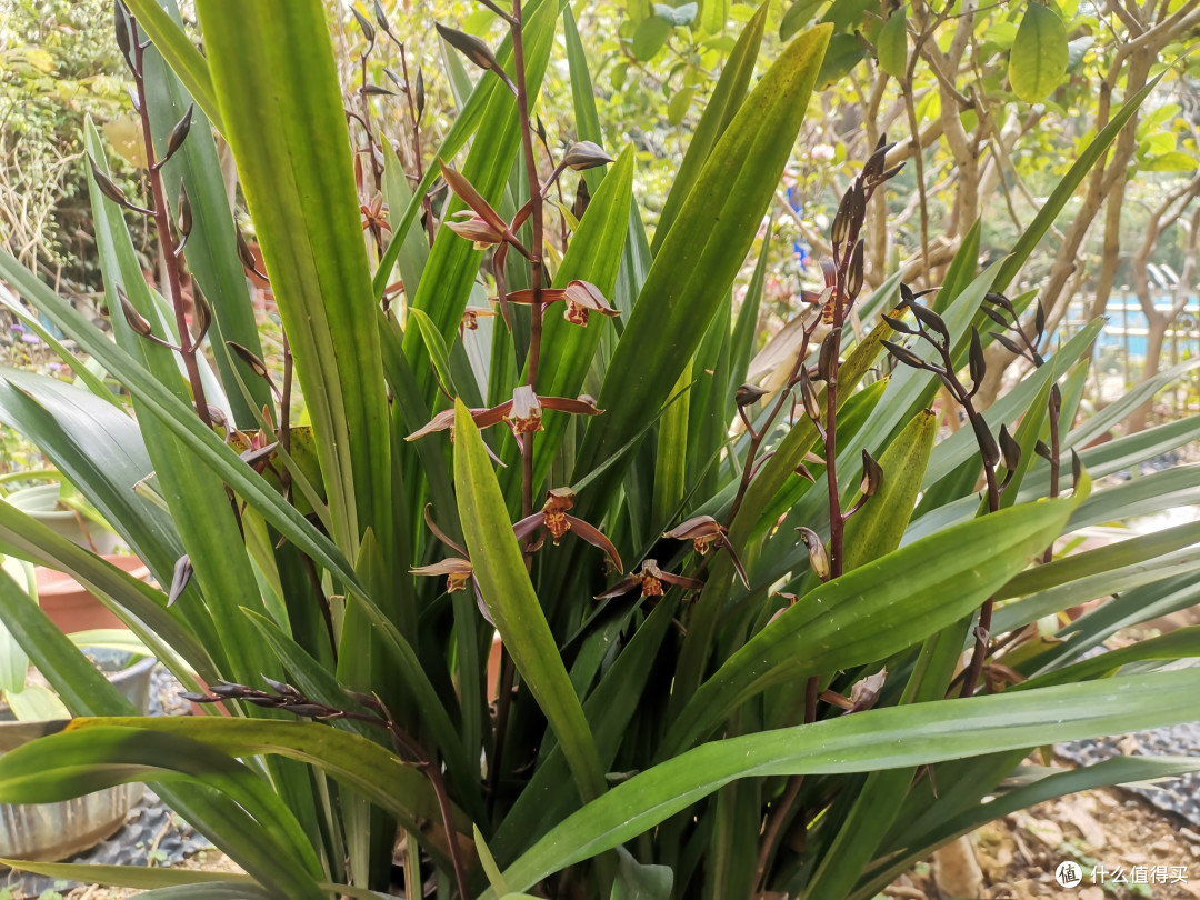 新手小白也能做到-2-过年开花的兰花和茶花的养护