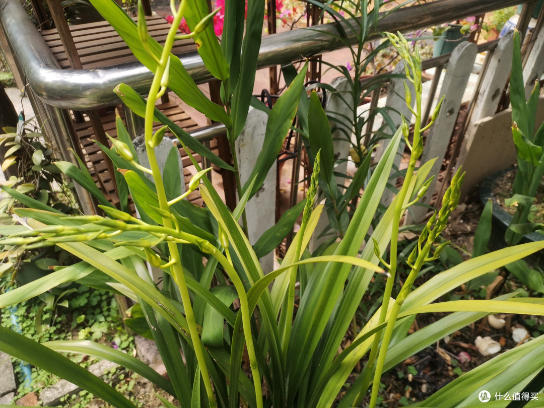 新手小白也能做到-2-过年开花的兰花和茶花的养护