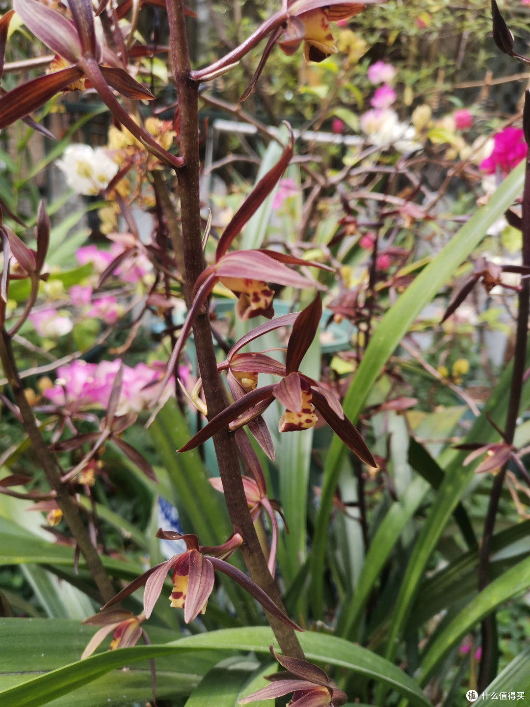 新手小白也能做到-2-过年开花的兰花和茶花的养护