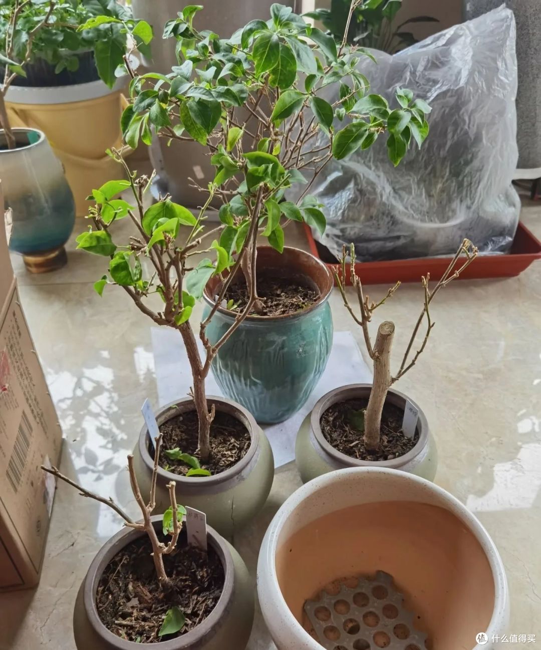 三角梅在春天,牢记“富养5口诀”,新叶多,开花“不用愁”