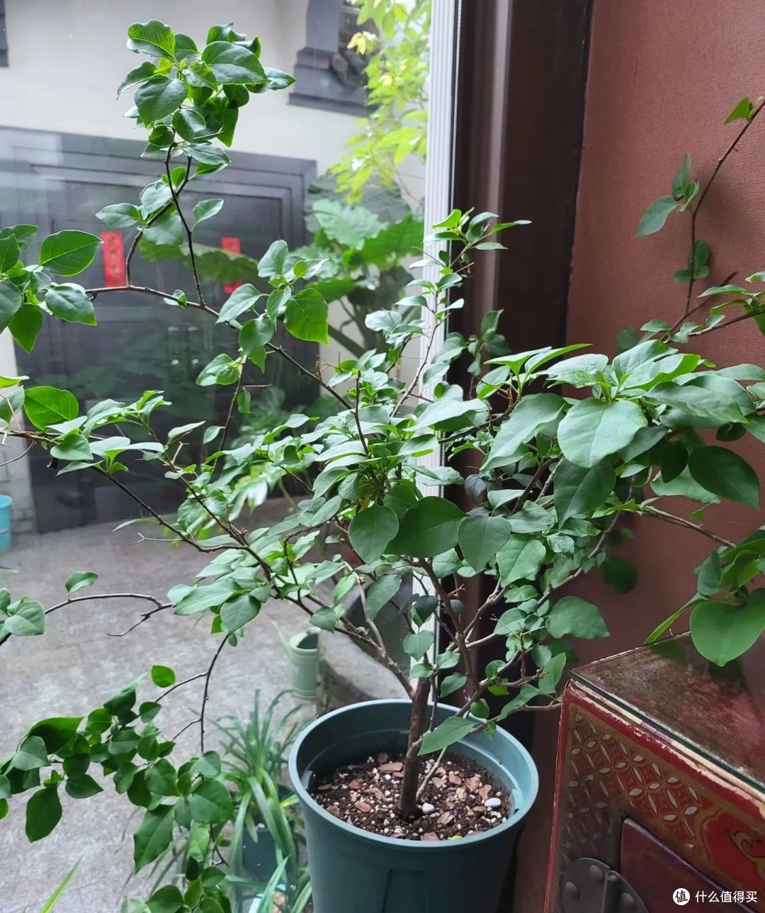 三角梅在春天,牢记“富养5口诀”,新叶多,开花“不用愁”