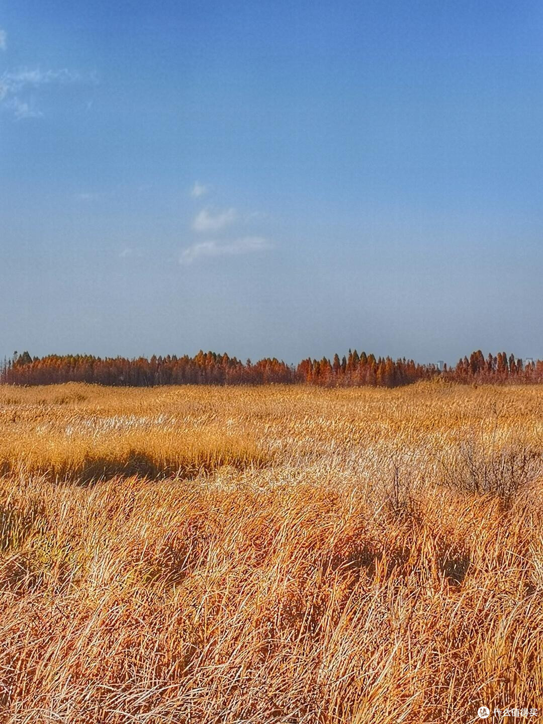 昆明滇池绿道“草之桥”,“林之桥”,“水之桥”