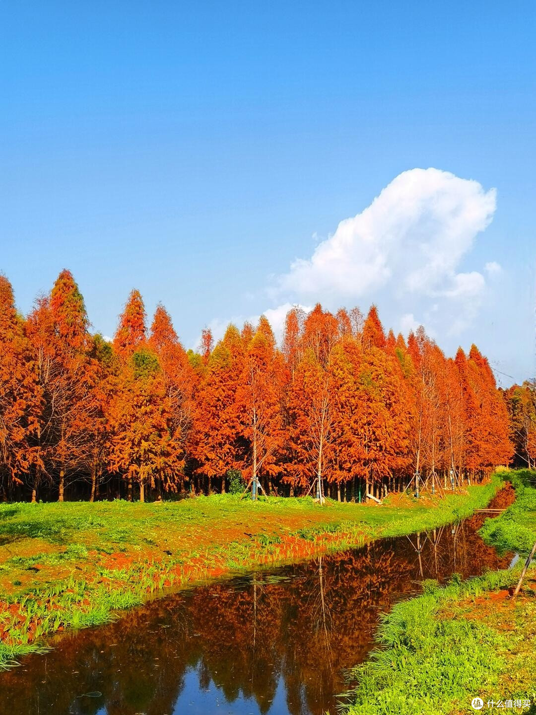 昆明滇池绿道“草之桥”,“林之桥”,“水之桥”