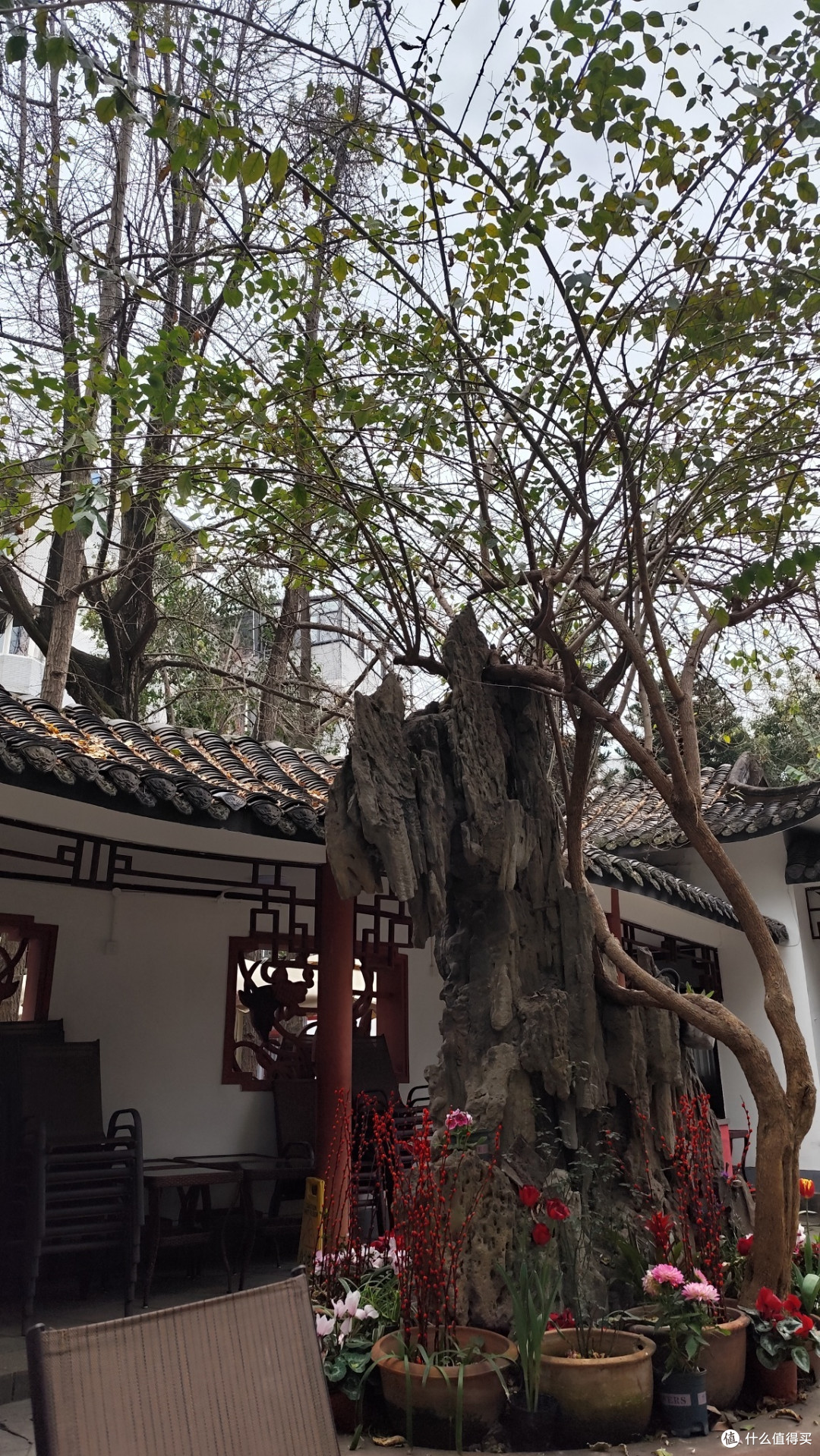天津人感受成都茶文化