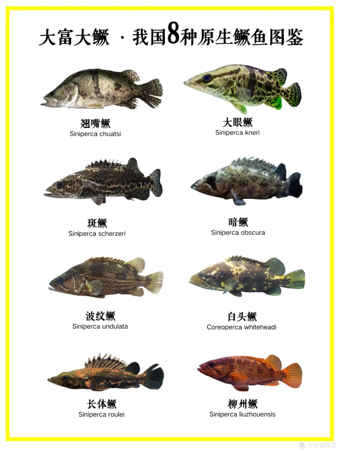 一次搞懂中国8种原生鳜鱼,路亚人必看!_鱼类_什么值得买