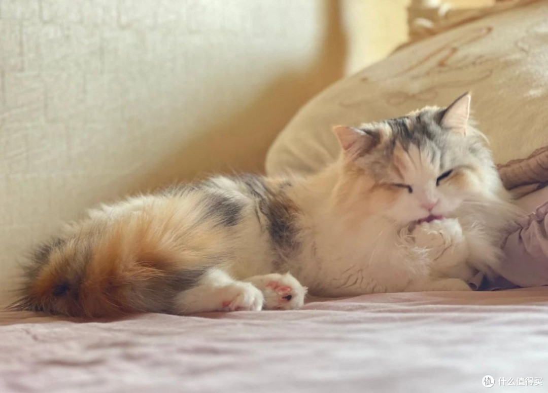 猫咪乱拉的根本原因,铲屎官一定记住这几点!