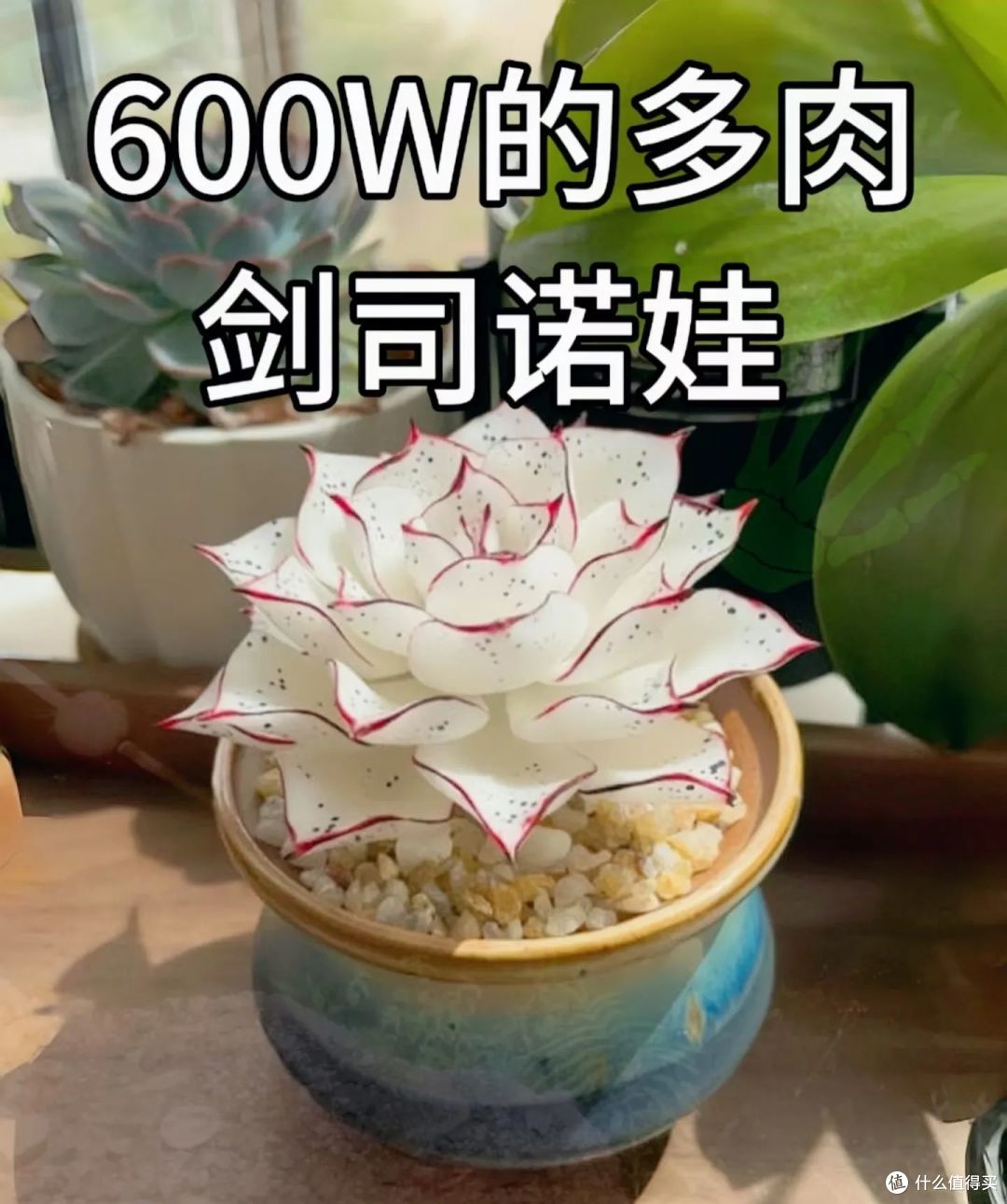 养花20年,发现10种花“又贵又难养”,别在养了,白花钱还闹心