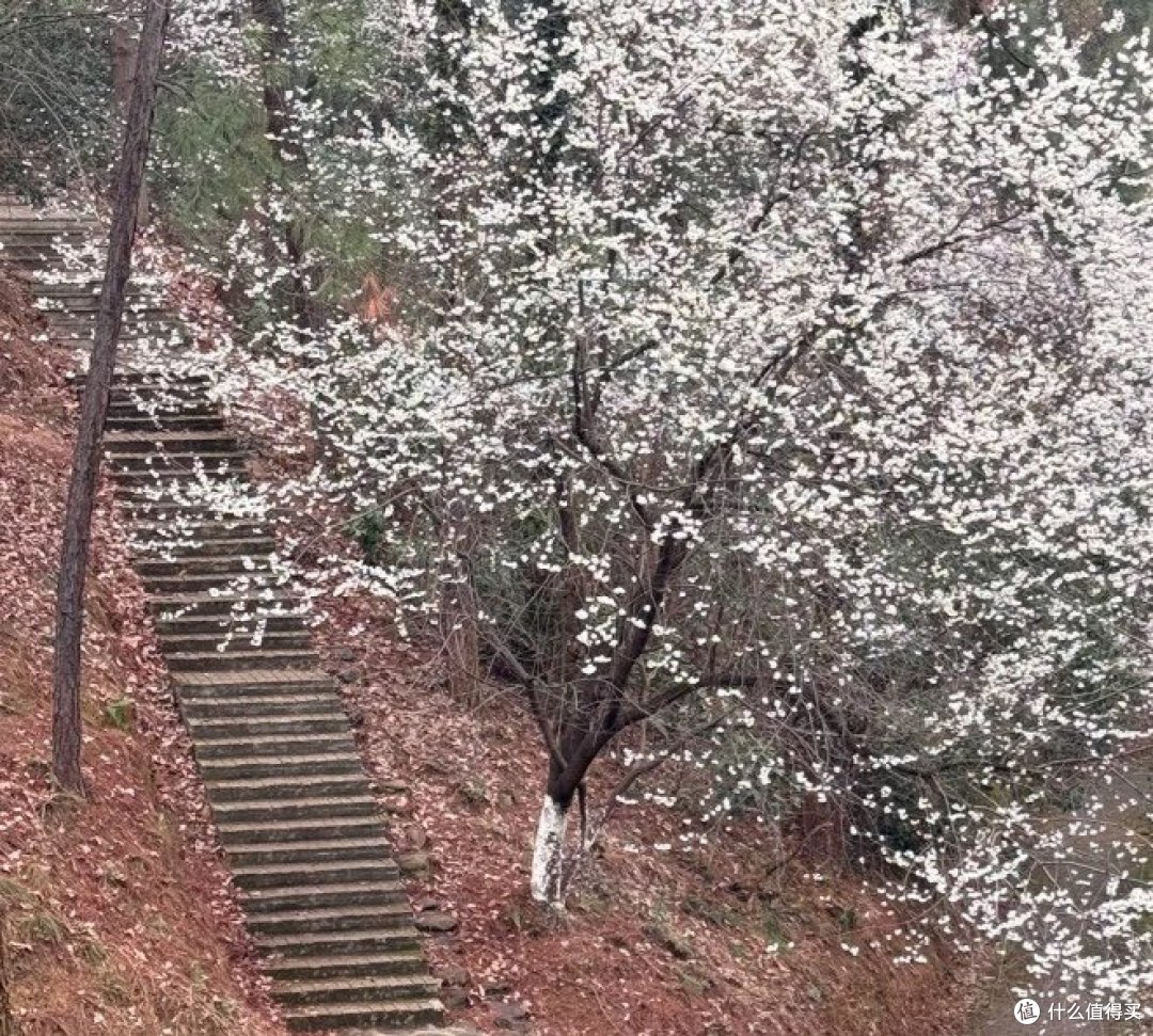 周末一定要去湖南省植物园!