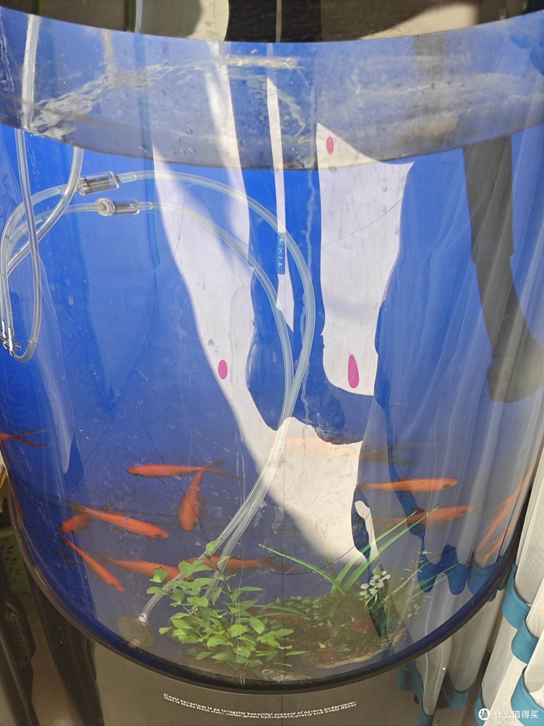 避雷！水族箱不要乱买，适合的很重要。