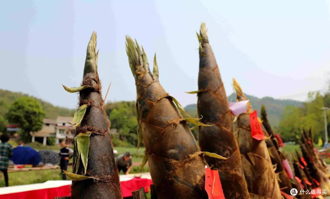 中国，哪的“竹笋”最好吃？经评选，这10个地方上榜，有你家乡吗