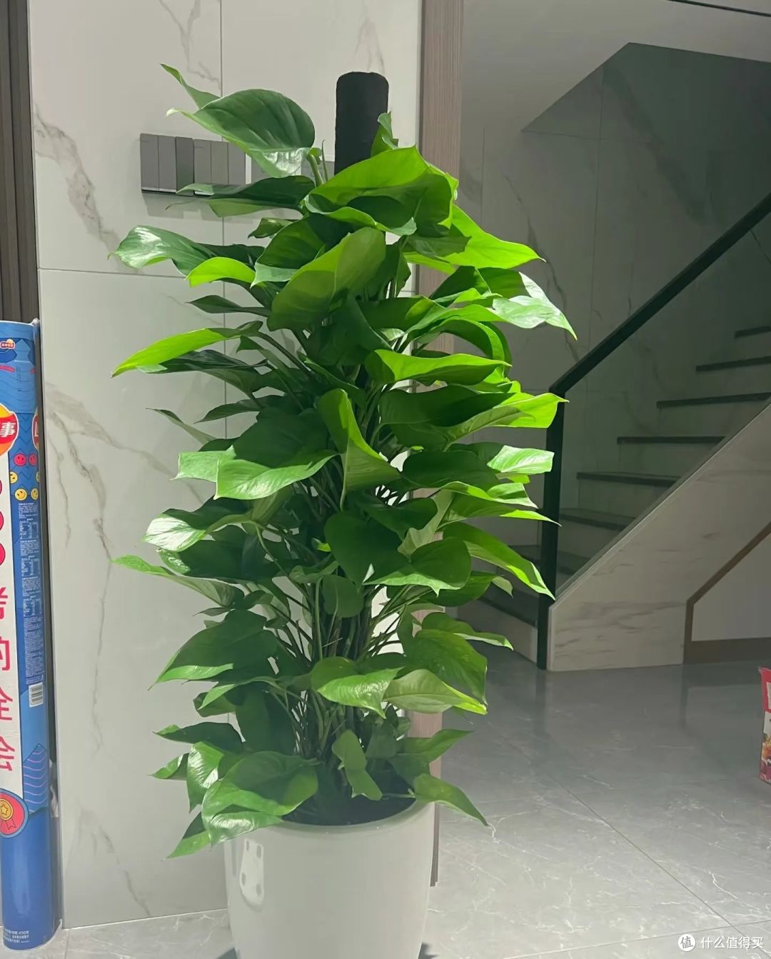 6种大盆树,客厅随意摆一盆就高级感满满,四季常青吉祥如意