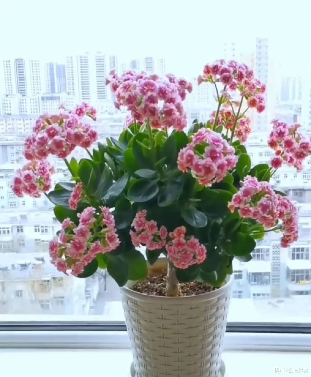 冬天“养残”的3种花，正月底赶紧“剃头”，剃得越狠，长得越旺