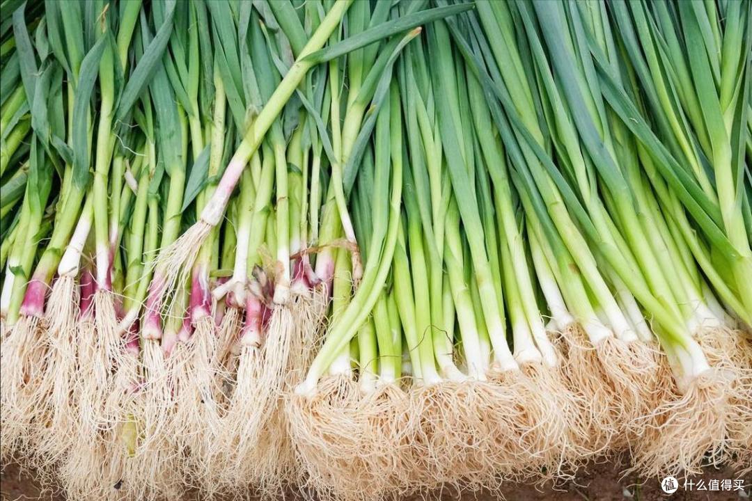自带“青霉素”的5种菜，建议：春天常吃，能提高免疫，少生病