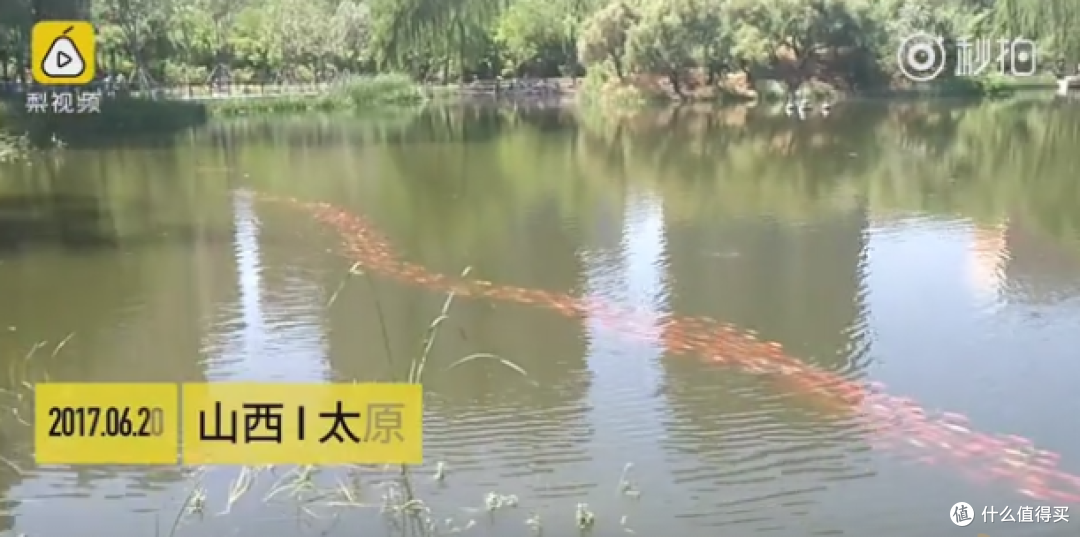 锦鲤为什么会排长队转圈?