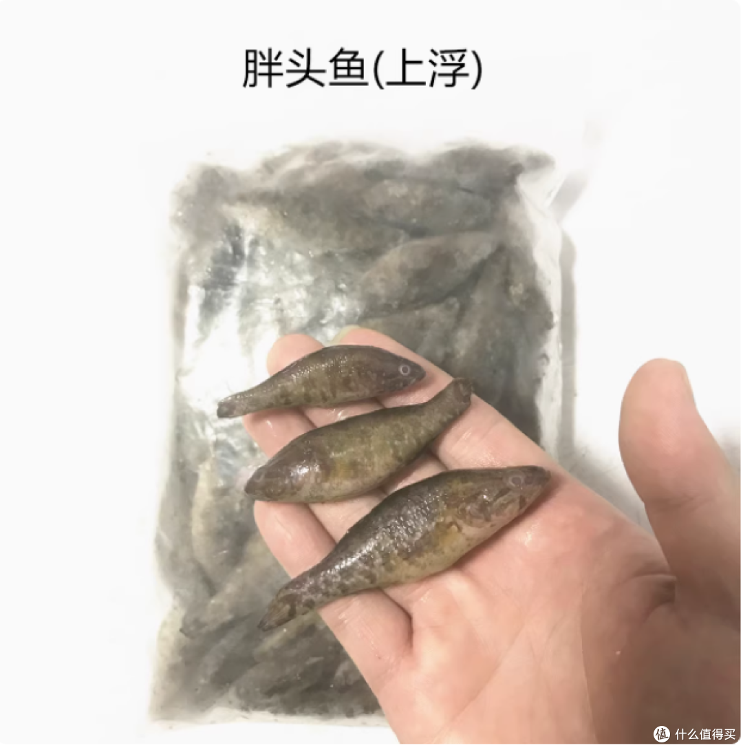 精选冷冻鱼饲料,助力龙鱼虎鱼健康成长