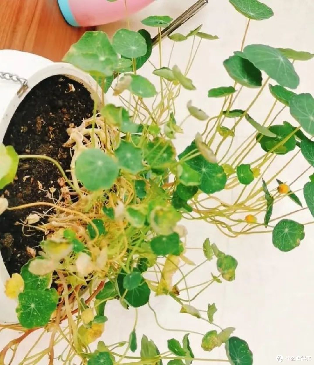 10种花,天暖也别搬出门,躲屋里再藏半个月,不然就容易冻死