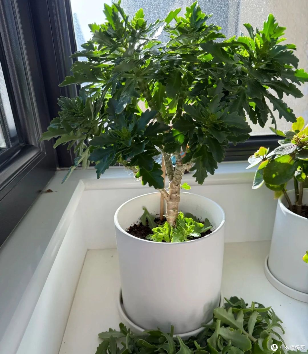10种花,天暖也别搬出门,躲屋里再藏半个月,不然就容易冻死