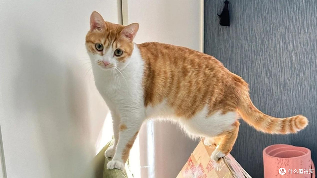 猫砂盆哪个牌子好用?推荐4款口碑好的优质品牌款式