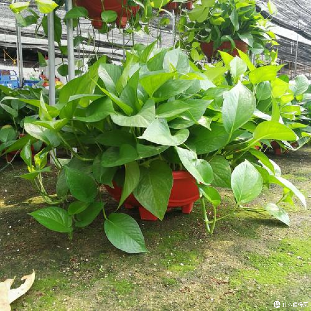 除甲醛空气净化器品牌推荐，新家入住用哪个牌子效果好？