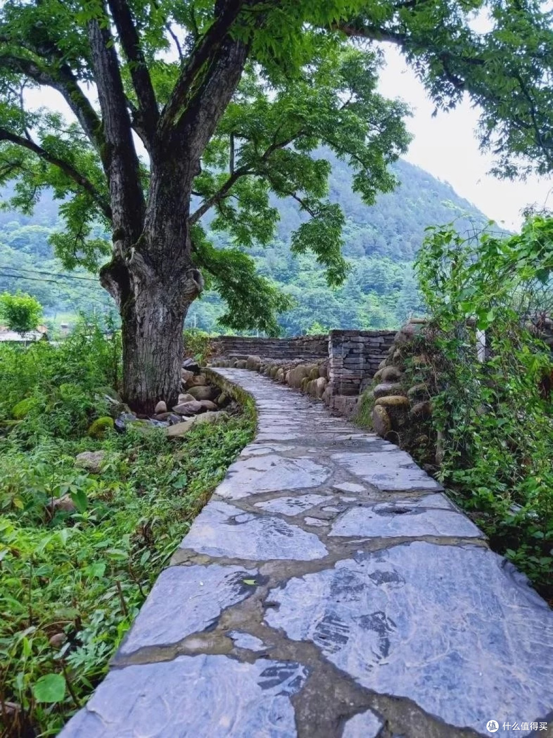 云南深处,寻迹小众茶腊村