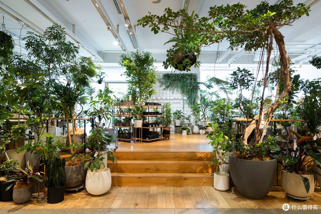 日本“植男”Soga Hironori在东京的家。