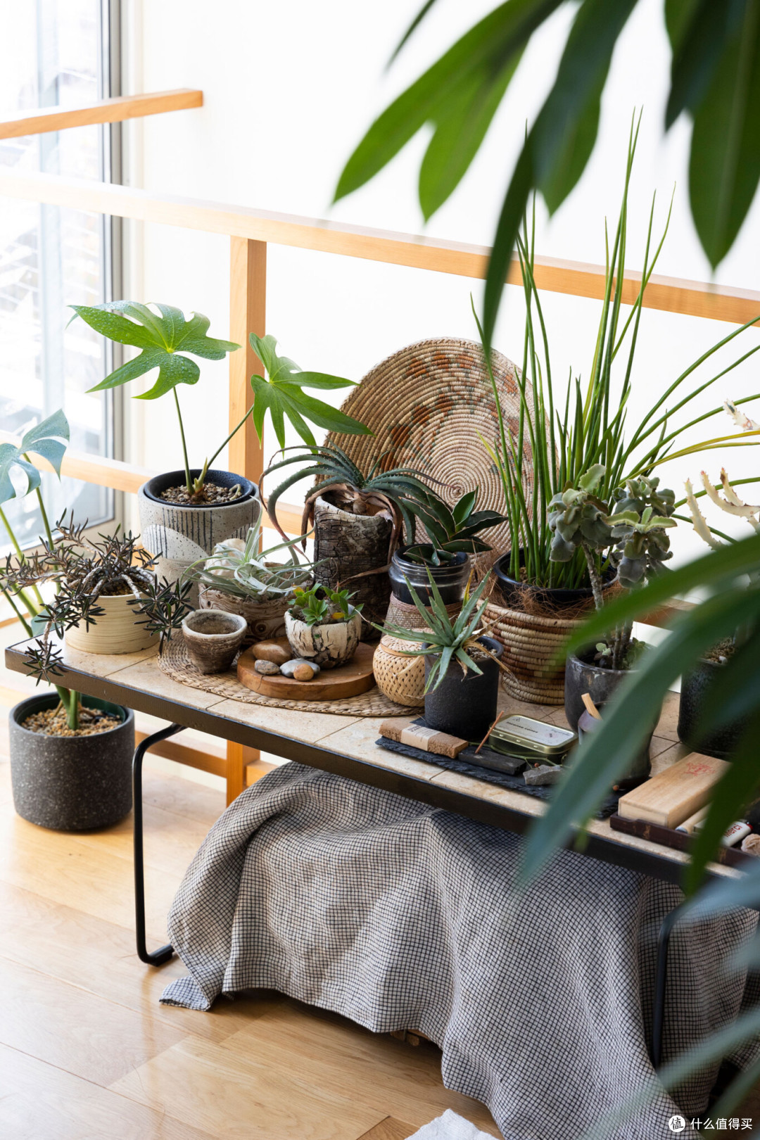 日本“植男”Soga Hironori在东京的家。