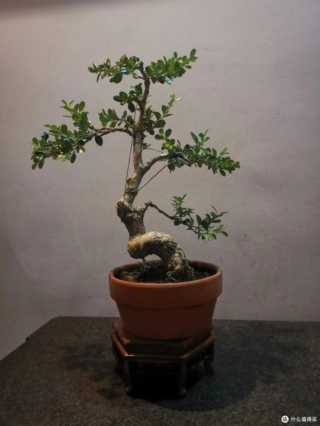 案头雅韵：黄杨盆景之美