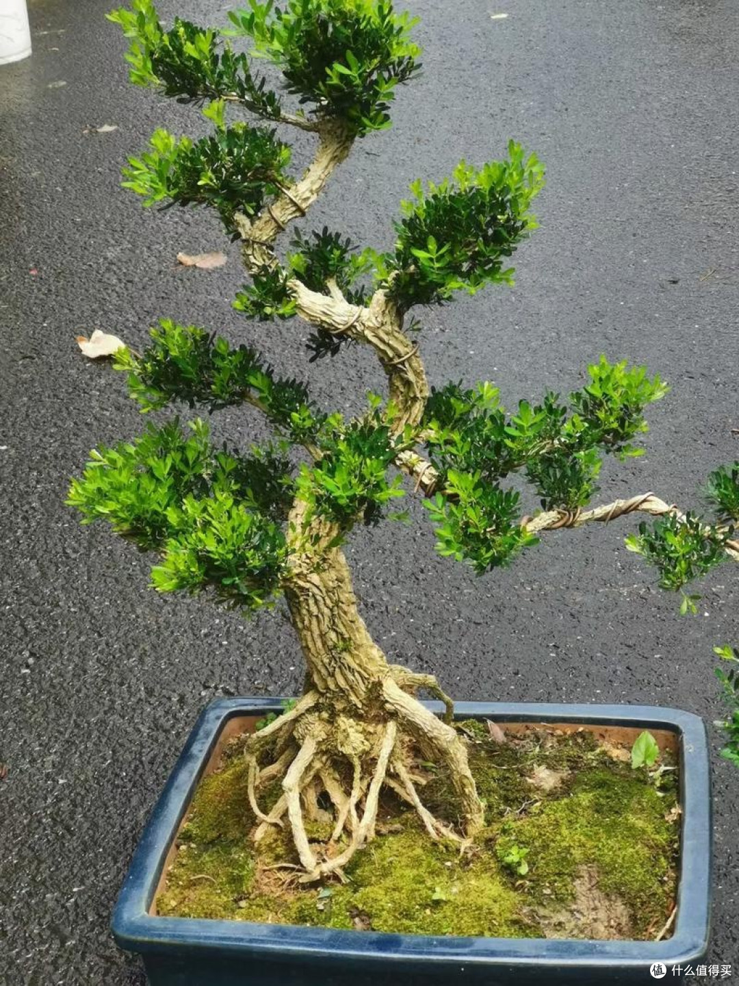 案头雅韵：黄杨盆景之美