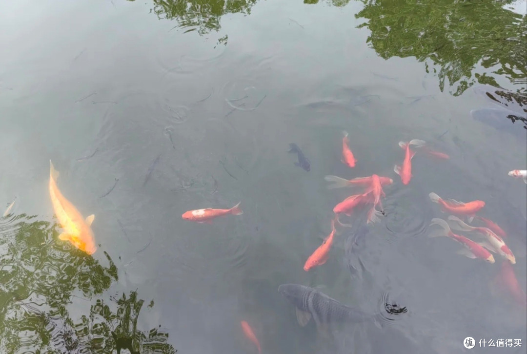 浮庄:藏在湖心的诗意角落