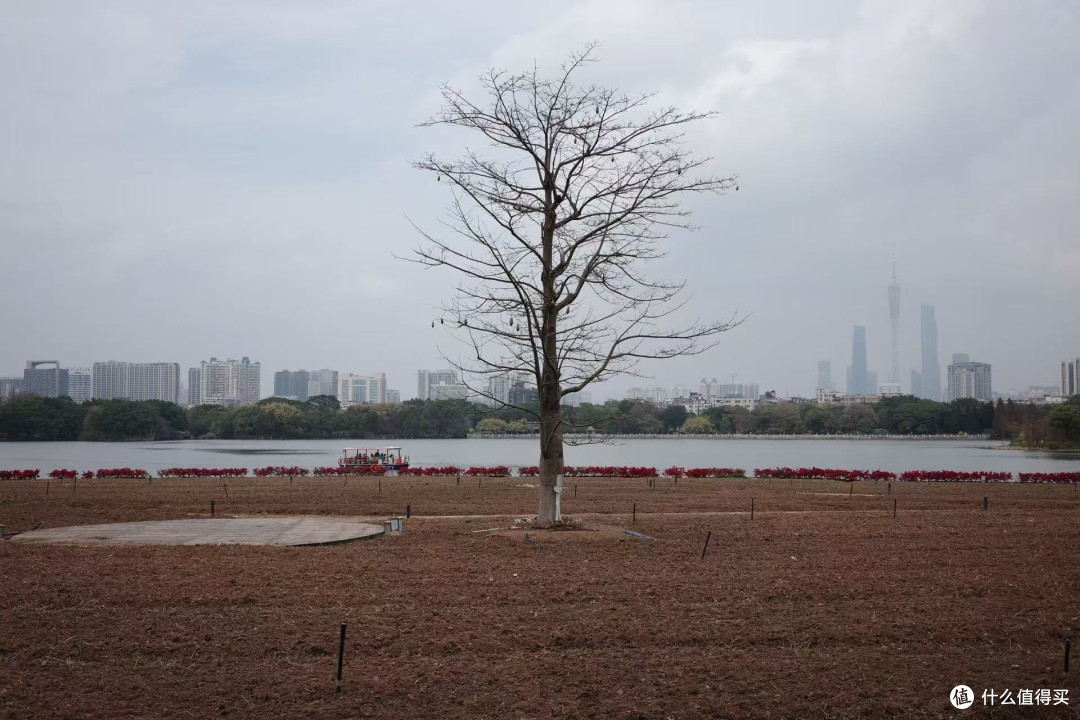 探秘广州绿心:海珠湿地公园的静谧之美