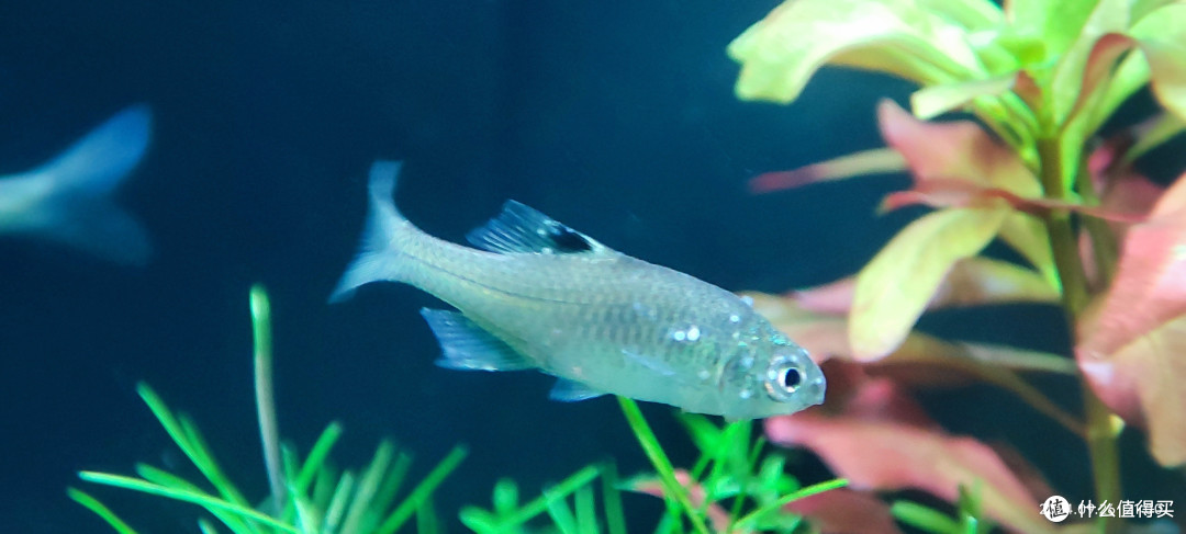 鳑鲏白点