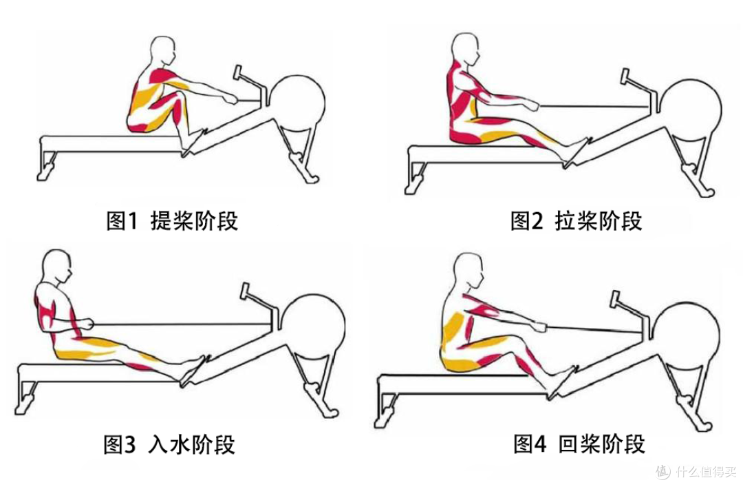 划船机减脂吗?为什么划船机用着不累?划船机的正确姿势教程
