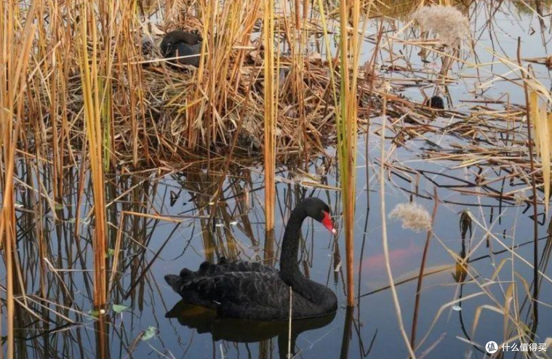 原来北京的鸟类这么多，又到春天看鸟的季节了