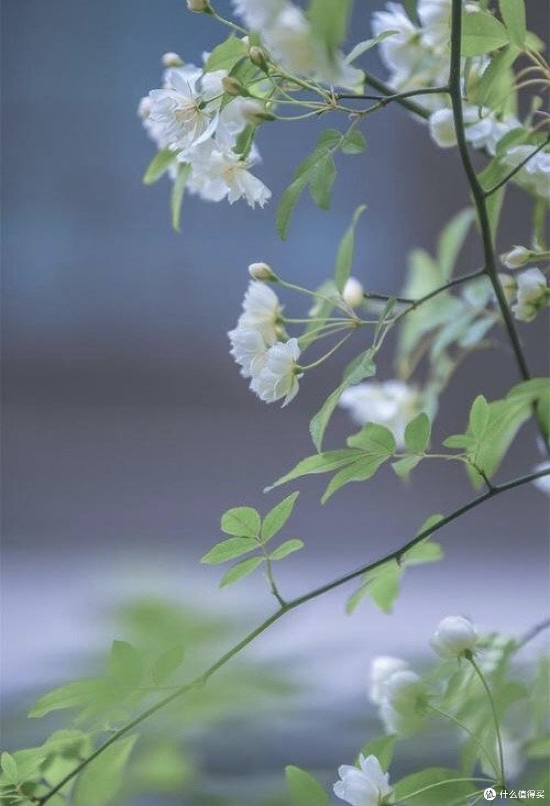 哇！空气炸锅烤生蚝，美味挡不住！