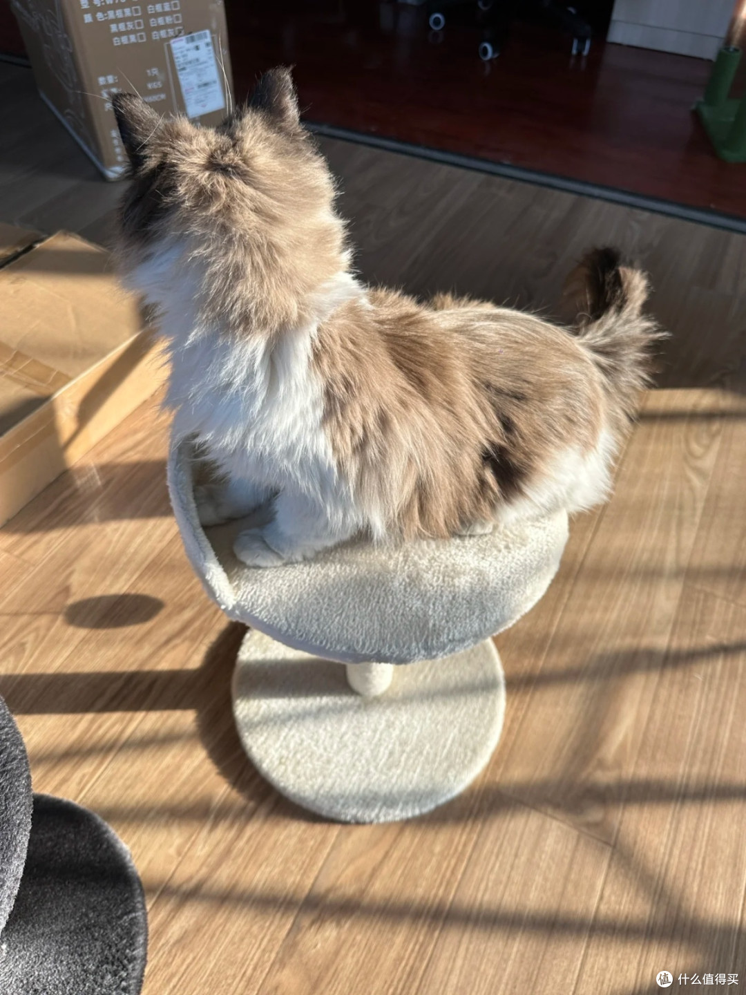 乐吱吱猫爬架,人宠共享的幸福小物