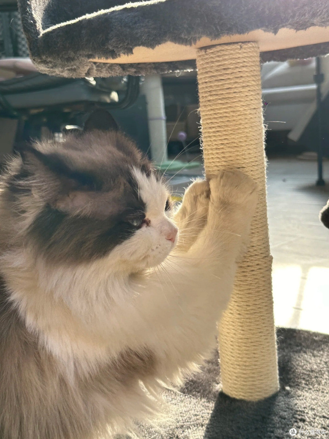 乐吱吱猫爬架,人宠共享的幸福小物